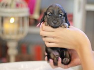 Kaninchen_Dachshund_6612 Kaninchen_Dachshund_6612