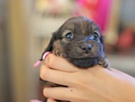 Kaninchen_Dachshund_6615