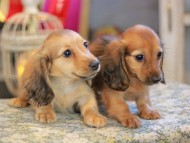 Kaninchen_Dachshund_6624 Kaninchen_Dachshund_6624