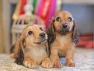 Kaninchen_Dachshund_6633