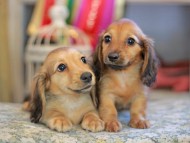 Kaninchen_Dachshund_6640