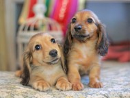 Kaninchen_Dachshund_6643 Kaninchen_Dachshund_6643