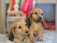 Kaninchen_Dachshund_6645