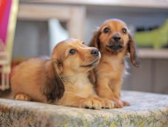 Kaninchen_Dachshund_6652
