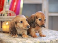 Kaninchen_Dachshund_6654