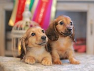 Kaninchen_Dachshund_6665