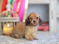 Kaninchen_Dachshund_6670