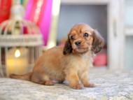Kaninchen_Dachshund_6677