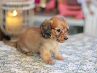 Kaninchen_Dachshund_6681 Kaninchen_Dachshund_6681