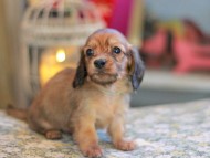Kaninchen_Dachshund_6689 Kaninchen_Dachshund_6689