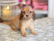 Kaninchen_Dachshund_6715
