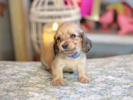 Kaninchen_Dachshund_6729