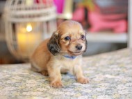 Kaninchen_Dachshund_6731