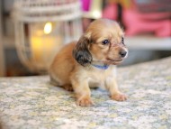Kaninchen_Dachshund_6732 Kaninchen_Dachshund_6732