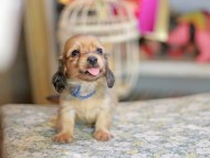 Kaninchen_Dachshund_6745