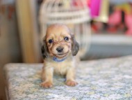 Kaninchen_Dachshund_6748