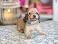 Kaninchen_Dachshund_6752 Kaninchen_Dachshund_6752