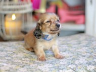 Kaninchen_Dachshund_6755