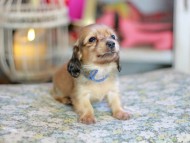 Kaninchen_Dachshund_6756 Kaninchen_Dachshund_6756