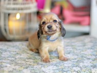 Kaninchen_Dachshund_6758