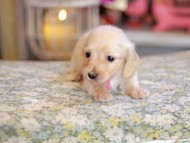 Kaninchen_Dachshund_6763