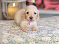 Kaninchen_Dachshund_6765