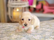 Kaninchen_Dachshund_6771 Kaninchen_Dachshund_6771