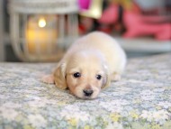 Kaninchen_Dachshund_6773