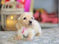 Kaninchen_Dachshund_6778