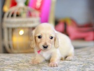 Kaninchen_Dachshund_6781