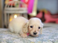 Kaninchen_Dachshund_6786