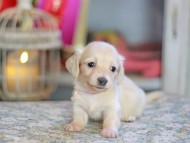 Kaninchen_Dachshund_6795