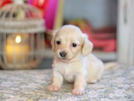 Kaninchen_Dachshund_6797