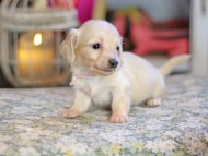 Kaninchen_Dachshund_6802