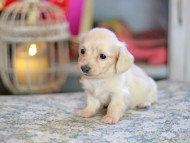 Kaninchen_Dachshund_6806 Kaninchen_Dachshund_6806