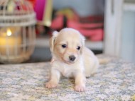 Kaninchen_Dachshund_6813 Kaninchen_Dachshund_6813