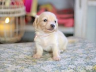 Kaninchen_Dachshund_6816 Kaninchen_Dachshund_6816