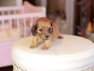 Kaninchen_Dachshund_6820