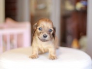 Kaninchen_Dachshund_6845
