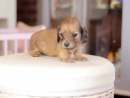 Kaninchen_Dachshund_6848
