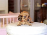 Kaninchen_Dachshund_6859 Kaninchen_Dachshund_6859