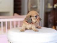 Kaninchen_Dachshund_6863