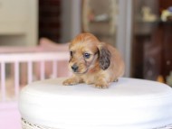 Kaninchen_Dachshund_6866 Kaninchen_Dachshund_6866