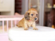 Kaninchen_Dachshund_6867