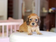 Kaninchen_Dachshund_6874