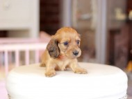 Kaninchen_Dachshund_6879