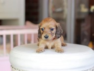 Kaninchen_Dachshund_6883