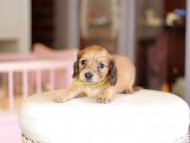 Kaninchen_Dachshund_6892