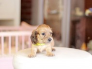 Kaninchen_Dachshund_6894 Kaninchen_Dachshund_6894