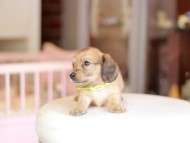 Kaninchen_Dachshund_6900